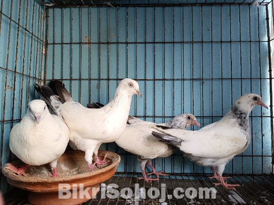 কালদম২টি বাচ্চা সহ